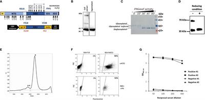 Isolation and Characterization of Mouse Monoclonal Antibodies That Neutralize SARS-CoV-2 and Its Variants of Concern Alpha, Beta, Gamma and Delta by Binding Conformational Epitopes of Glycosylated RBD With High Potency